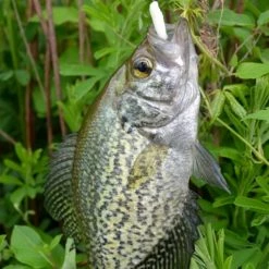 NIKKO KASEI Scented Floating Soft Bait Lure Dappy WaxWorm 1